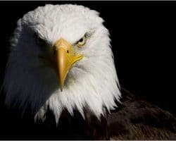Platinum Eagle (EAGL) Announces Business Combination