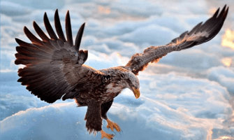 Flying Eagle Soars with New $500M SPAC